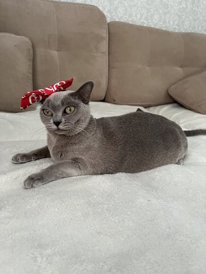 К празднованию Нового года готова🎉