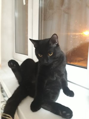 Муля, Мышка и Лютик