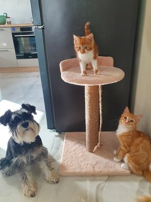 Наши подобрашки-кошка Рокси и кот Васяся)