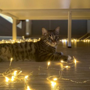 Миля и Новый год