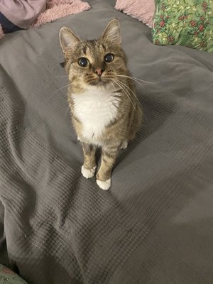 Китти в ожидании праздника