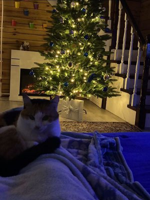 Несси ждёт наступления Нового Года.