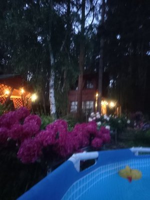 Пионовый вечер