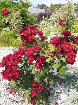 Роза «Надежда»