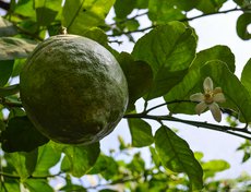 И снова иркутский лимон, только недозрелый.
