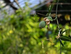 Пассифлоры — долгоживущие быстрорастущие лианы, образующие красивую зелёную ширму или полукруг пышной листвы. Некоторые виды пассифлор дают плод маракуйи.