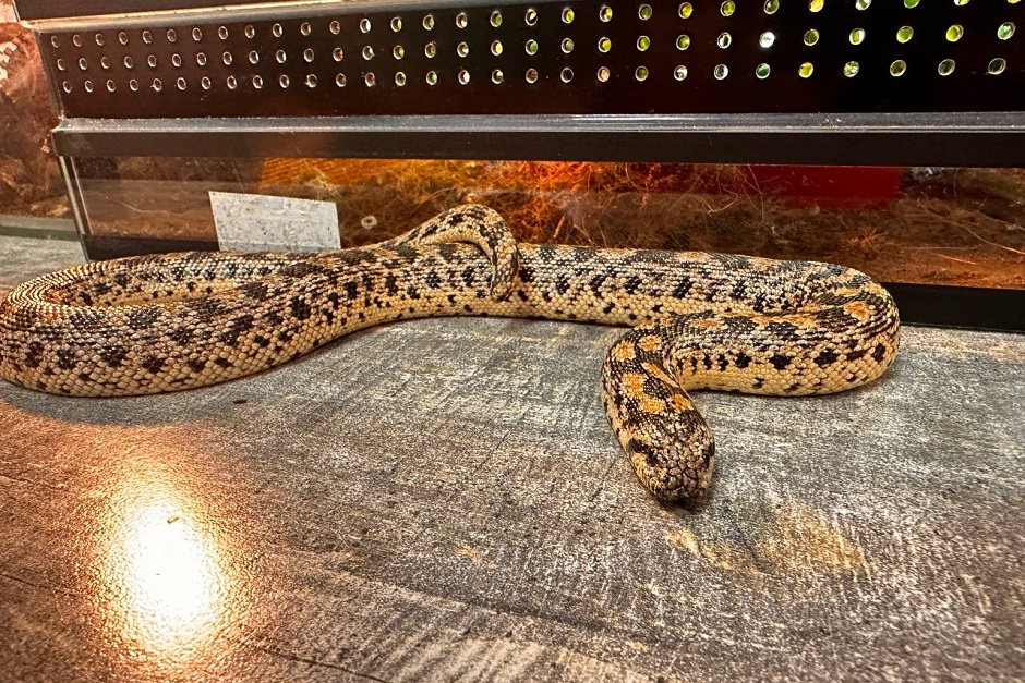 Песчаный удавчик Анубис