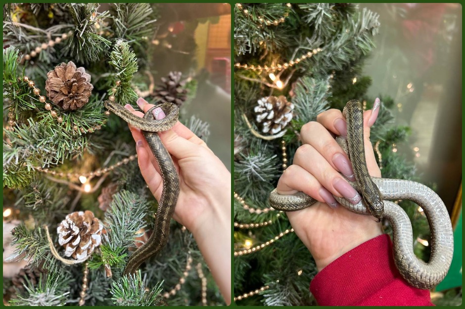 Полоз Дельта