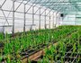На предприятии установлено 14 новых теплиц, оснащённых современным оборудованием: автоматической вентиляцией, системой климат-контроля, освещением, оптимальным для растений.