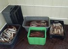В лодках и автомобиле находилось 30 ящиков с рыбой. Скриншот видео из телеграм-канала официального представителя МВД России Ирины Волк