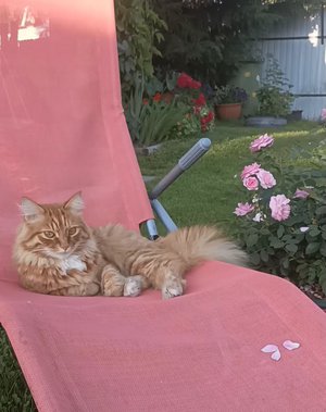 Самый главный дачник