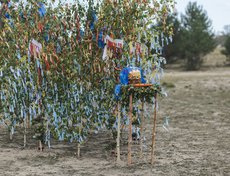 В месте подношений высадили березовую рощу