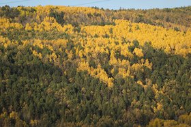 Лес. Фото пресс-службы правительства Иркутской области