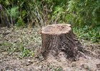 Срубленное дерево. Фото Маргариты Романовой, IRK.ru