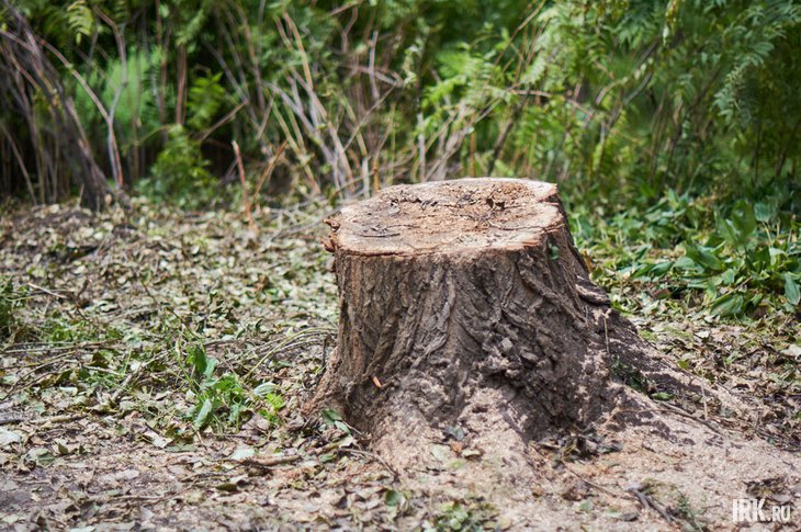 Срубленное дерево. Фото Маргариты Романовой, IRK.ru