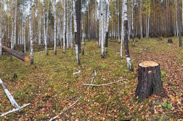Спиленное дерево. Фото очевидцев