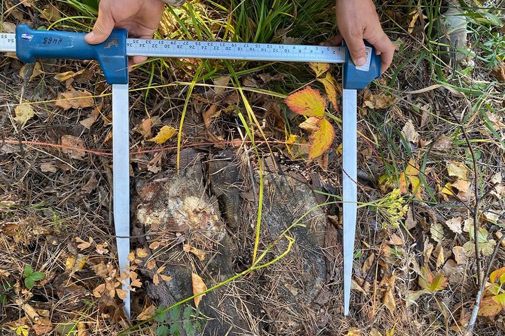 Срубленное дерево. Фото пресс-службы ГУ МВД России по Иркутской области