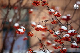 Рябина. Фото из архива IRK.ru