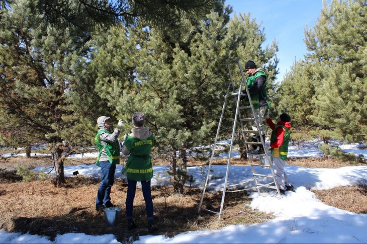 Лесные работы. Фото пресс-службы минлеса Иркутской области