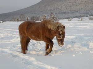 Заждались Рыженькую!