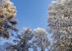 Небо и деревья. Фото Валерии Алтаревой из архива IRK.ru