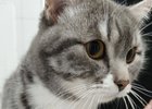 Спасенный кот. Фото из телеграм-канала ассоциации ветеринарии Иркутской области