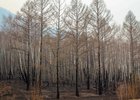 Лес. Фото из архива IRK.ru