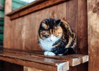 Кошка. Фото из архива IRK.ru