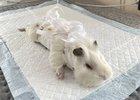 Морская свинка Кролик. Фото ассоциации ветеринарии Иркутской области