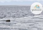 Косуля. Скриншот видео Заповедного Прибайкалья