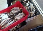 Пойманая рыба. Фото пресс-службы транспортной полиции Иркутской области