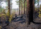 Лес. Фото Ильи Татарникова из архива IRK.ru