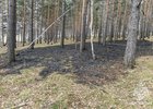 Последствия пожара в лесу. Фото ГУ МЧС России по Иркутской области