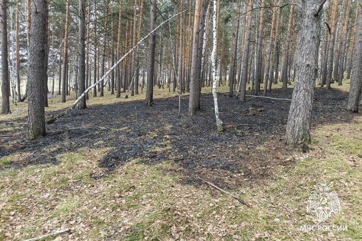 Последствия пожара в лесу. Фото ГУ МЧС России по Иркутской области