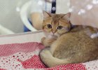 Кошка. Фото Ильи Татарникова из архива IRK.ru
