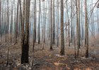 Лес после пожара. Фото IRK.ru