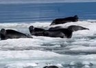 Нерпы. Скриншот видео ФГБУ «Заповедное Подлеморье»