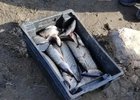 Рыба. Фото транспортной полиции Прибайкалья