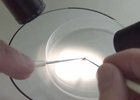 Клещ. Скриншот видео управления Роспотребнадзора по Иркутской области
