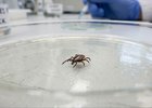 Клещ. Изображение сгенерировано нейросетью «Нано банано про»