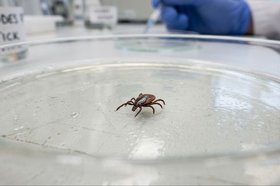 Клещ. Изображение сгенерировано нейросетью «Нано банано про»
