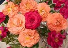 Розы. Фото пресс-службы администрации Иркутска