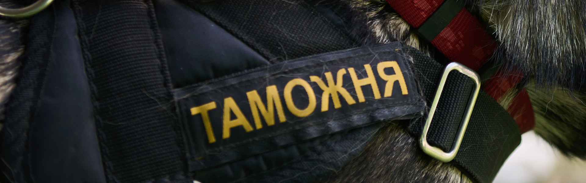 Собака