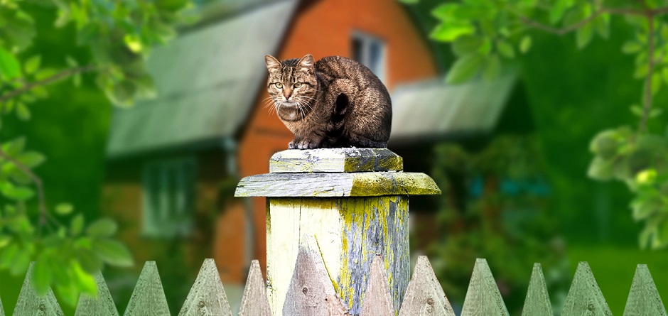 Фотоконкурс «Моя дача»: расскажи, чем ты гордишься