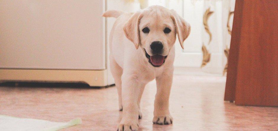 Фотоконкурс «Мой пёс и Новый год»