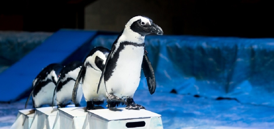 Дарим билеты в цирк за правильные ответы