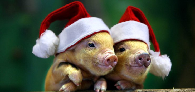 Пройди тест и узнай, какой ты символ года.